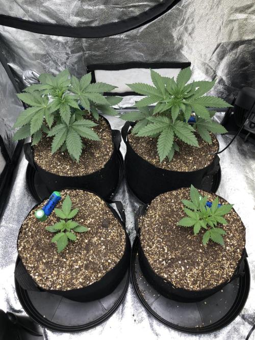 Lemonchello Haze Seedsman Indoor Summer. Week 2