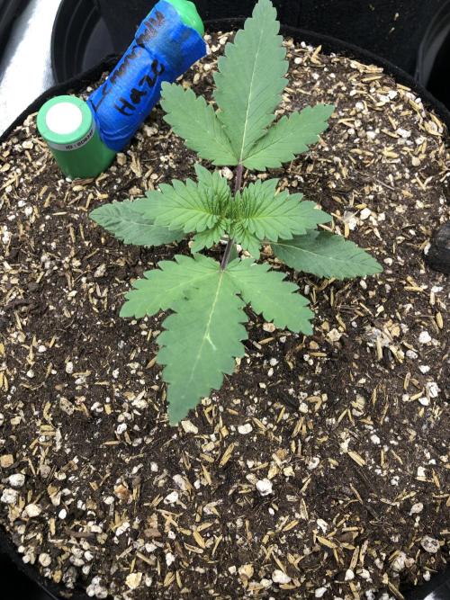 Lemonchello Haze Seedsman Indoor Summer. Week 2