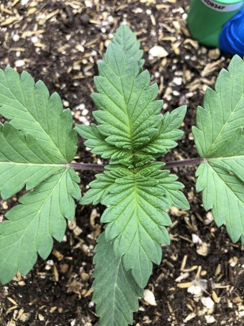 Lemonchello Haze Seedsman Indoor Summer. Week 2
