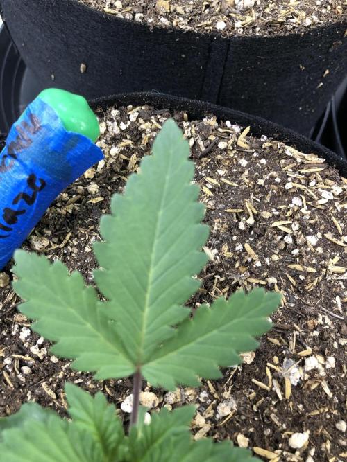 Lemonchello Haze Seedsman Indoor Summer. Week 2