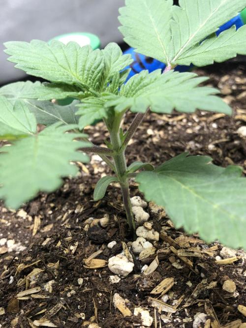 Lemonchello Haze Seedsman Indoor Summer. Week 2