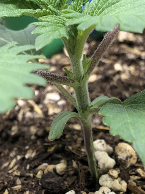 Lemonchello Haze Seedsman Indoor Summer. Week 2