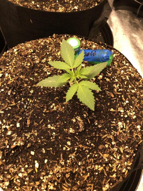 Cloudline A6. Week 3