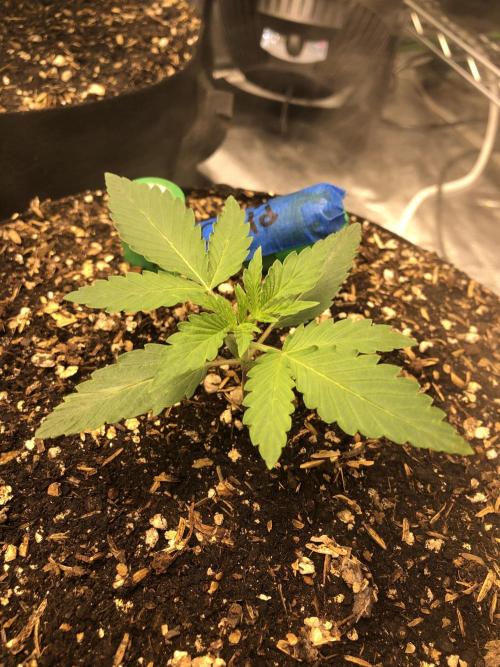 Acapulco Gold SeedSupreme Indoor Summer. Week 3