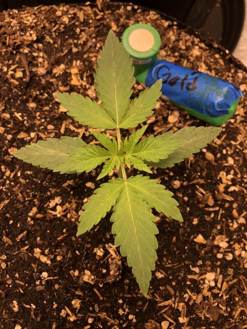 Acapulco Gold SeedSupreme Indoor Summer. Week 3