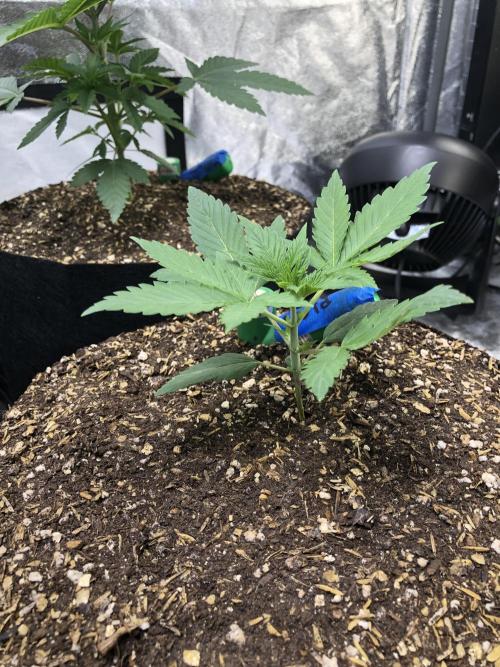 Acapulco Gold SeedSupreme Indoor Summer. Week 3