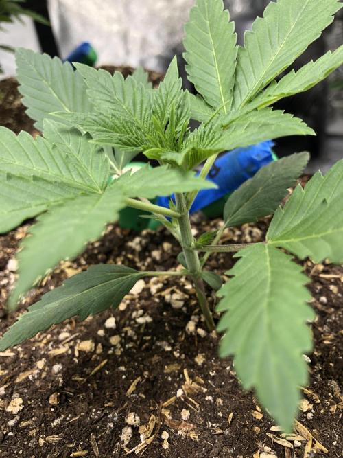 Acapulco Gold SeedSupreme Indoor Summer. Week 3