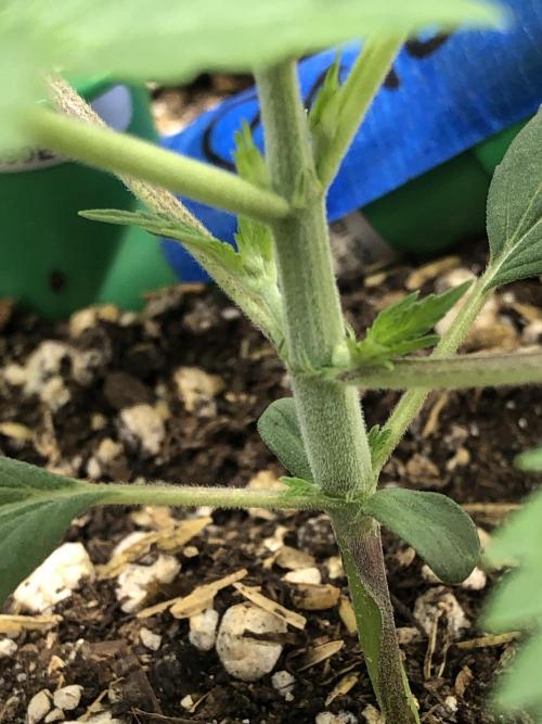Acapulco Gold SeedSupreme Indoor Summer. Week 3
