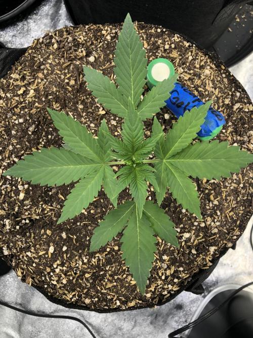 Acapulco Gold SeedSupreme Indoor Summer. Week 3