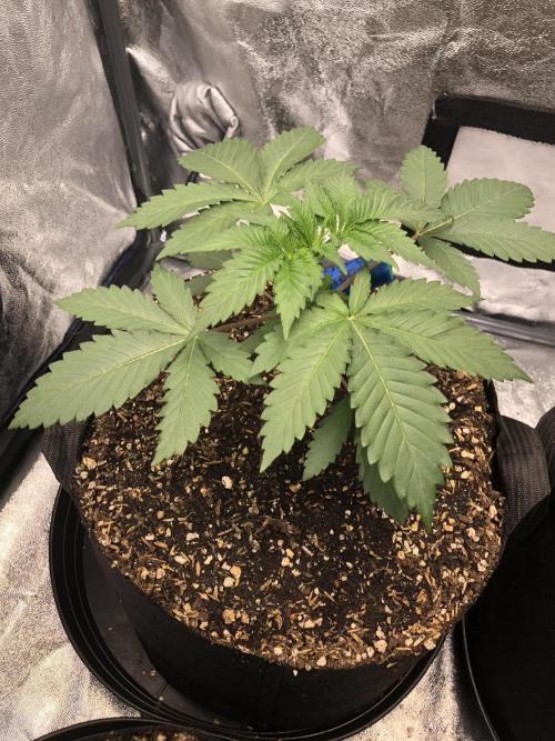 Silver Widow Kannabaia Indoor Summer. Week 3