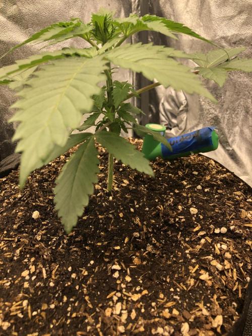 Silver Widow Kannabaia Indoor Summer. Week 3