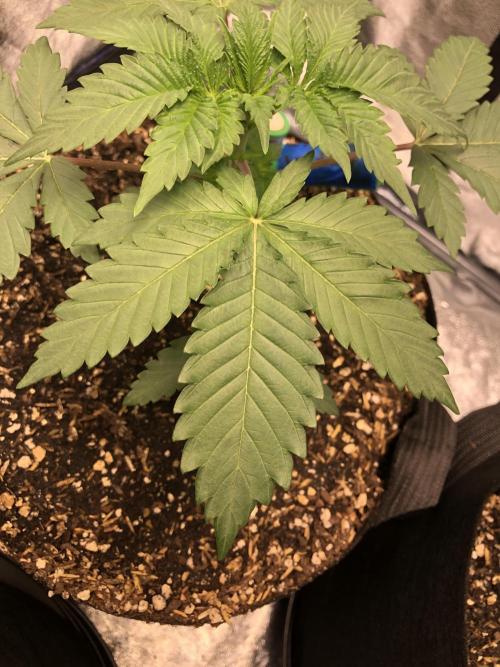 Silver Widow Kannabaia Indoor Summer. Week 3