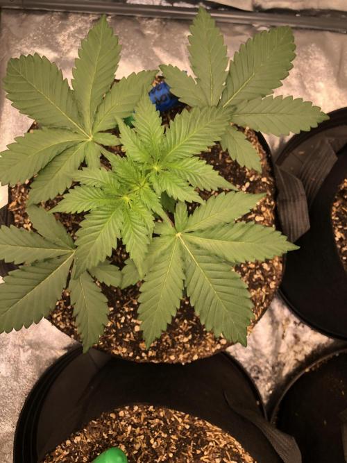 Silver Widow Kannabaia Indoor Summer. Week 3