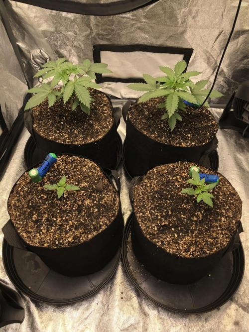 Silver Widow Kannabaia Indoor Summer. Week 3