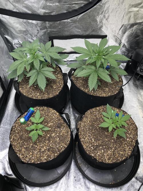 Silver Widow Kannabaia Indoor Summer. Week 3
