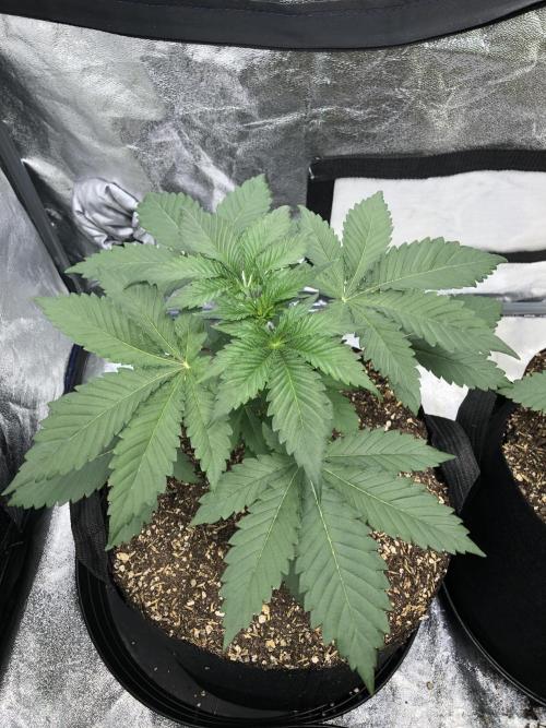 Silver Widow Kannabaia Indoor Summer. Week 3