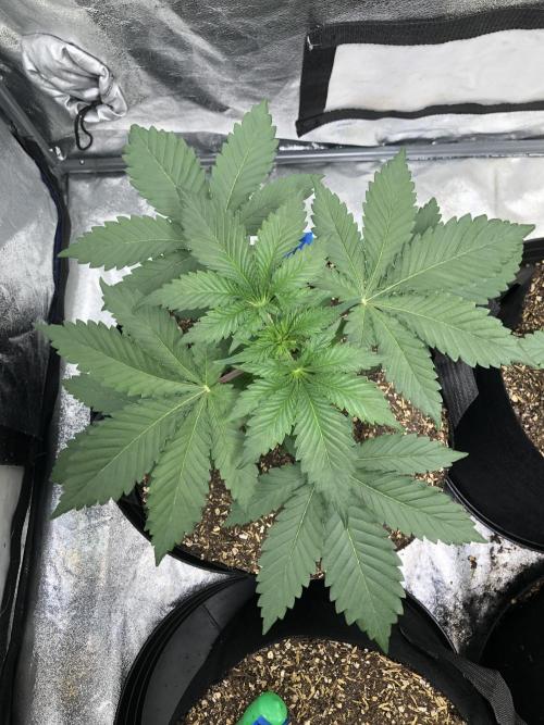 Silver Widow Kannabaia Indoor Summer. Week 3
