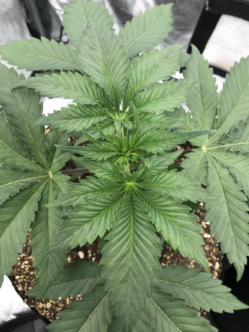 Silver Widow Kannabaia Indoor Summer. Week 3