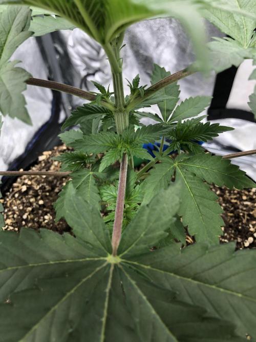 Silver Widow Kannabaia Indoor Summer. Week 3