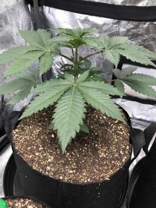 Silver Widow Kannabaia Indoor Summer. Week 3