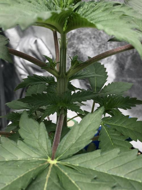 Silver Widow Kannabaia Indoor Summer. Week 3