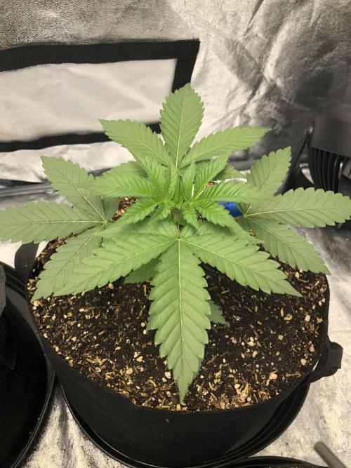 Mexican Sativa Kannabaia Indoor Summer. Week 3