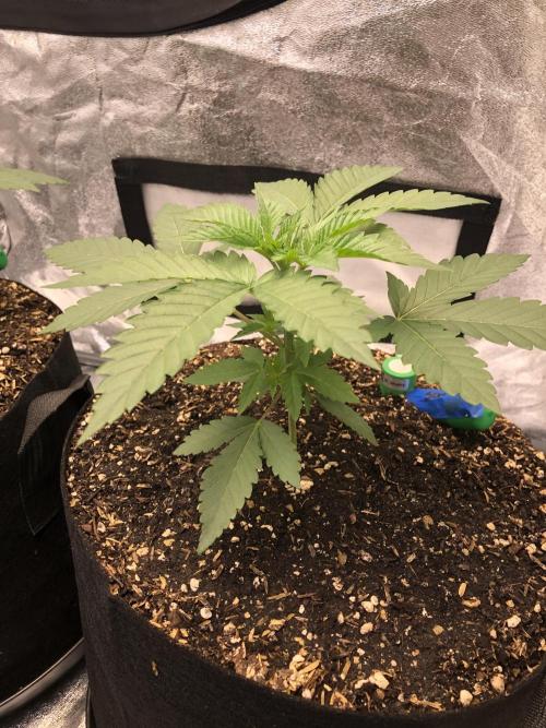Mexican Sativa Kannabaia Indoor Summer. Week 3