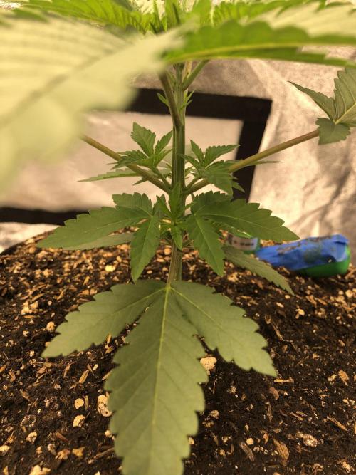 Mexican Sativa Kannabaia Indoor Summer. Week 3