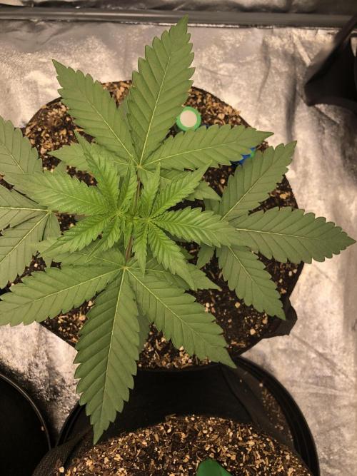 Mexican Sativa Kannabaia Indoor Summer. Week 3