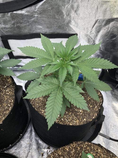 Mexican Sativa Kannabaia Indoor Summer. Week 3