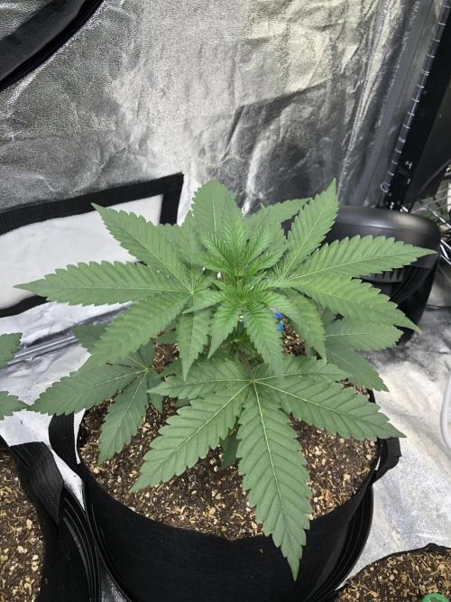 Mexican Sativa Kannabaia Indoor Summer. Week 3