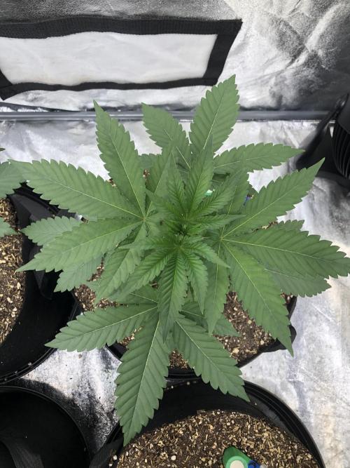 Mexican Sativa Kannabaia Indoor Summer. Week 3