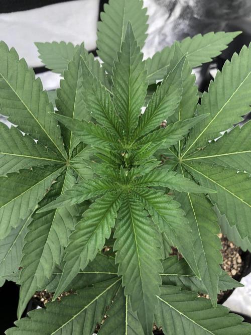 Mexican Sativa Kannabaia Indoor Summer. Week 3