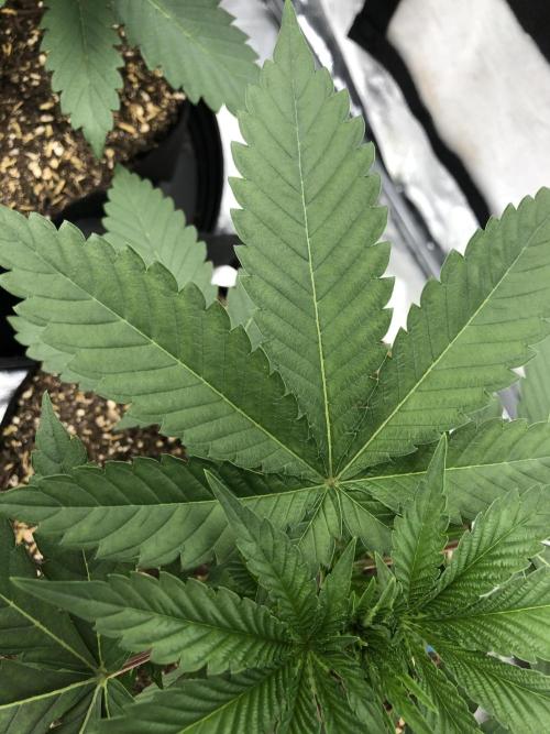 Mexican Sativa Kannabaia Indoor Summer. Week 3