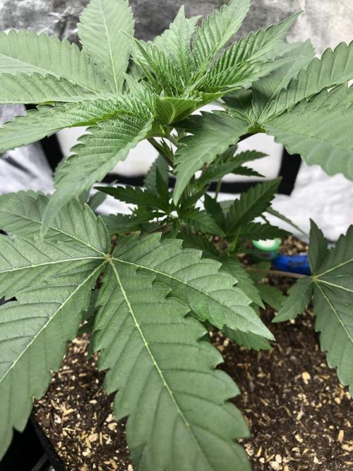 Mexican Sativa Kannabaia Indoor Summer. Week 3