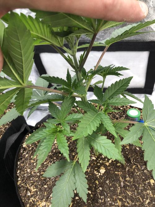 Mexican Sativa Kannabaia Indoor Summer. Week 3