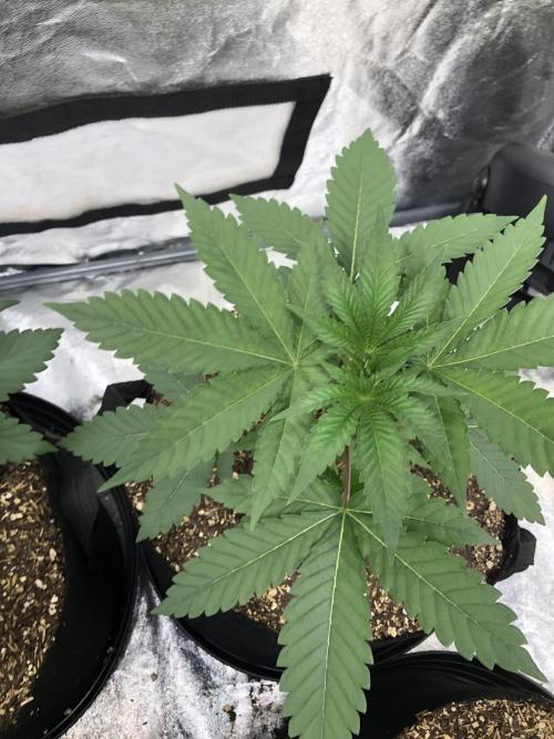 Mexican Sativa Kannabaia Indoor Summer. Week 3