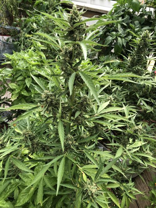 Pine Auto Outdoor Spring 26'. Week 8