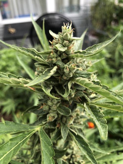 Pine Auto Outdoor Spring 26'. Week 8