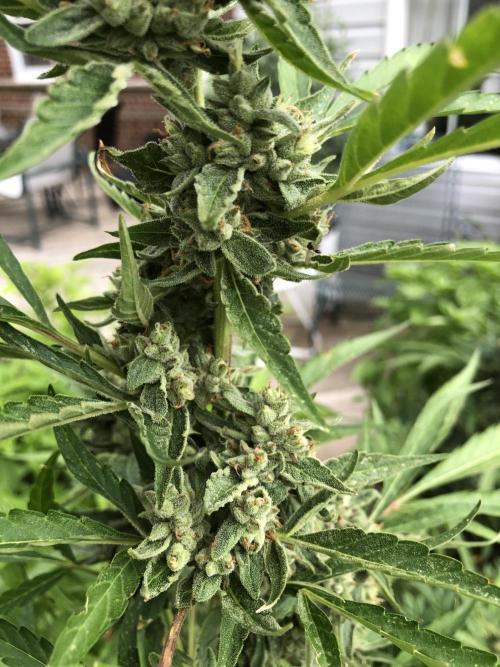 Pine Auto Outdoor Spring 26'. Week 8