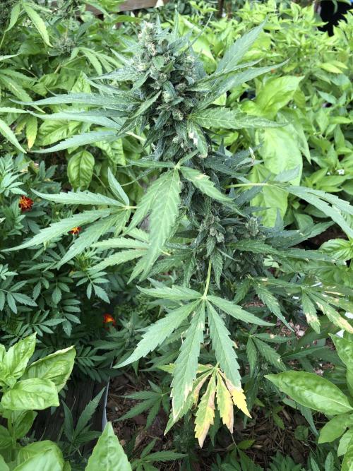 Big Jack Auto Outdoor Spring 26'. Week 8