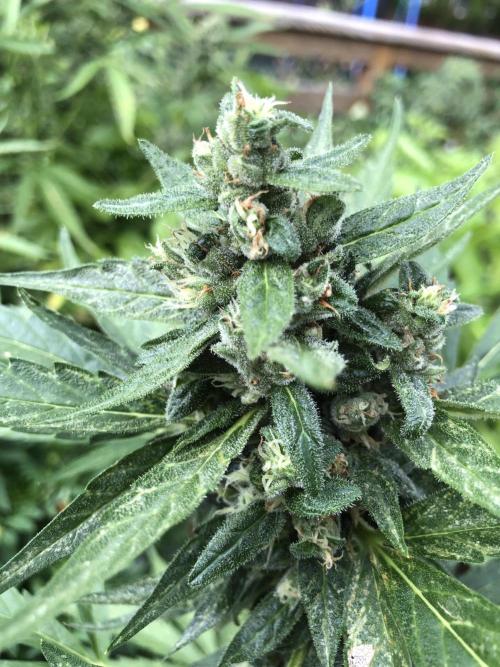 Big Jack Auto Outdoor Spring 26'. Week 8