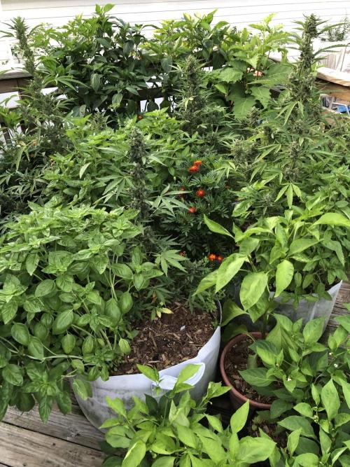 Pine Auto Outdoor Spring 26'. Week 8