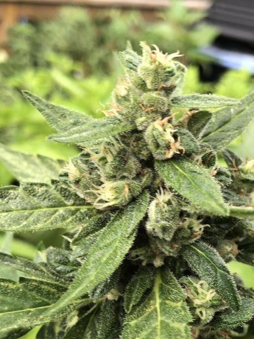 Big Jack Auto Outdoor Spring 26'. Week 8