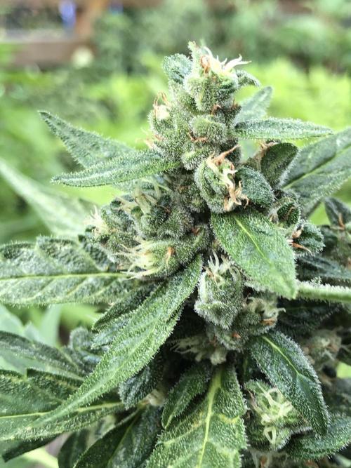Big Jack Auto Outdoor Spring 26'. Week 8