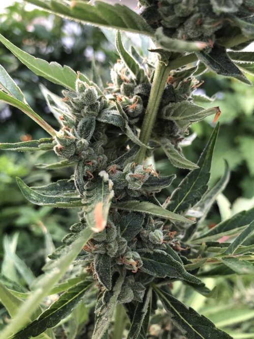 Pine Auto Outdoor Spring 26'. Week 8