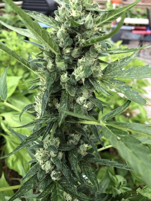 Big Jack Auto Outdoor Spring 26'. Week 8