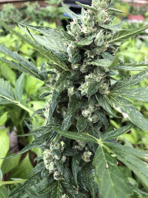Big Jack Auto Outdoor Spring 26'. Week 8
