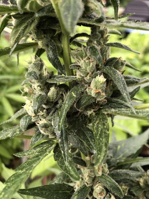 Big Jack Auto Outdoor Spring 26'. Week 8