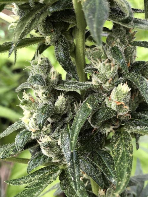 Big Jack Auto Outdoor Spring 26'. Week 8